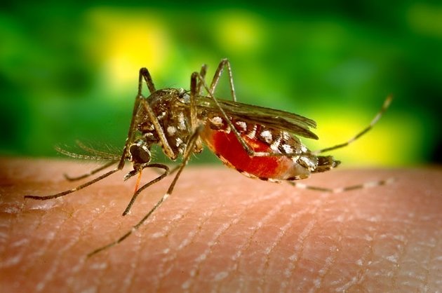 Смертоносные комары прилетели в Россию
