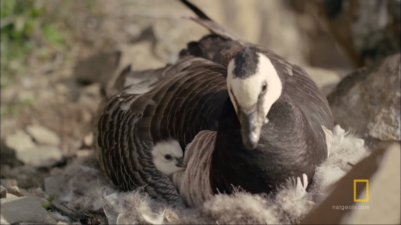 Видео: Птенцы казарки совершают беспощадные прыжки с огромных утесов, надеясь выжить