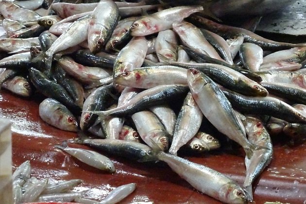 Японию разозлило открытие рыбзавода на Курилах