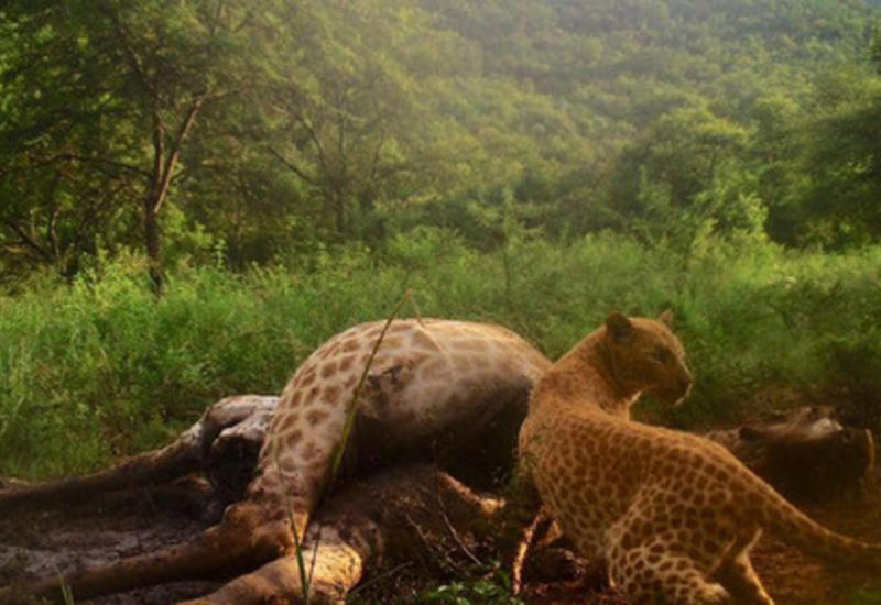 Редчайший розовый леопард попал на скрытую камеру