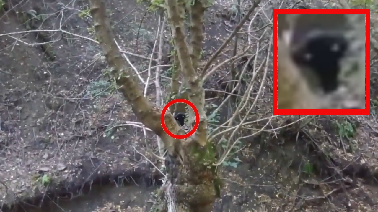 Пришелец снят на камеру в лесу