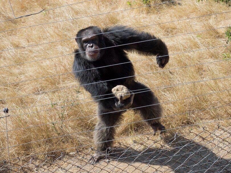 В британском заповеднике шимпанзе научили отпугивать туристов камнями
