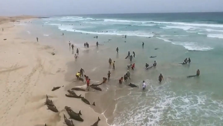 Люди попытались спасти десятки дельфинов, выбросившихся на пляж. Видео