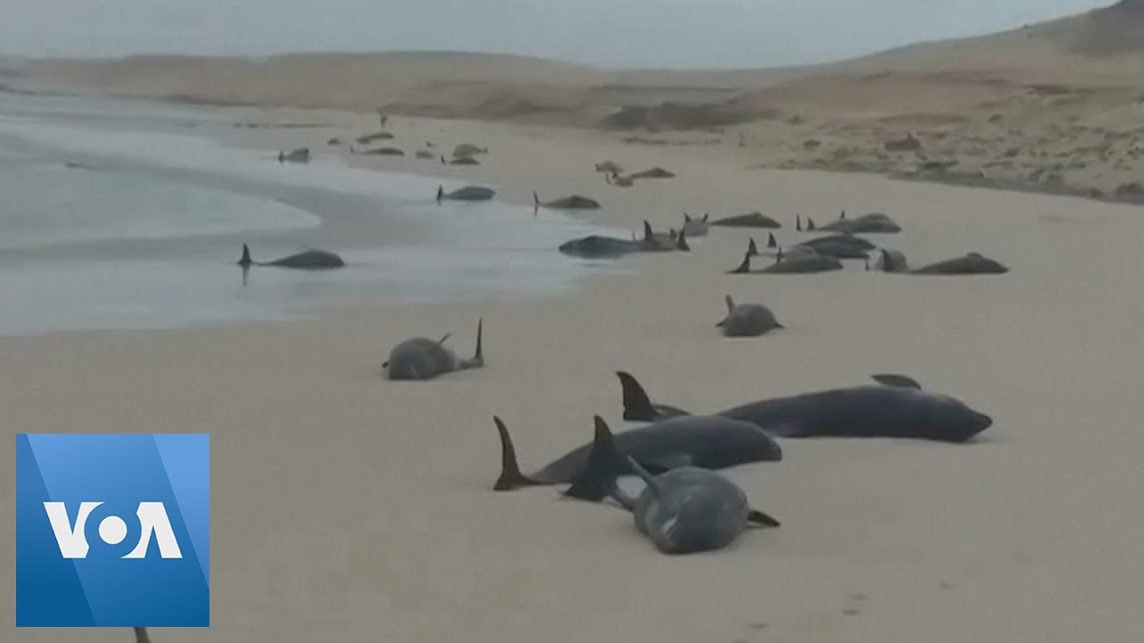 В Атлантике киты массово выбрасываются на берег: что происходит?