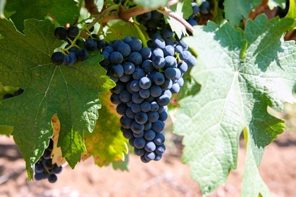 Названа главная польза винограда
