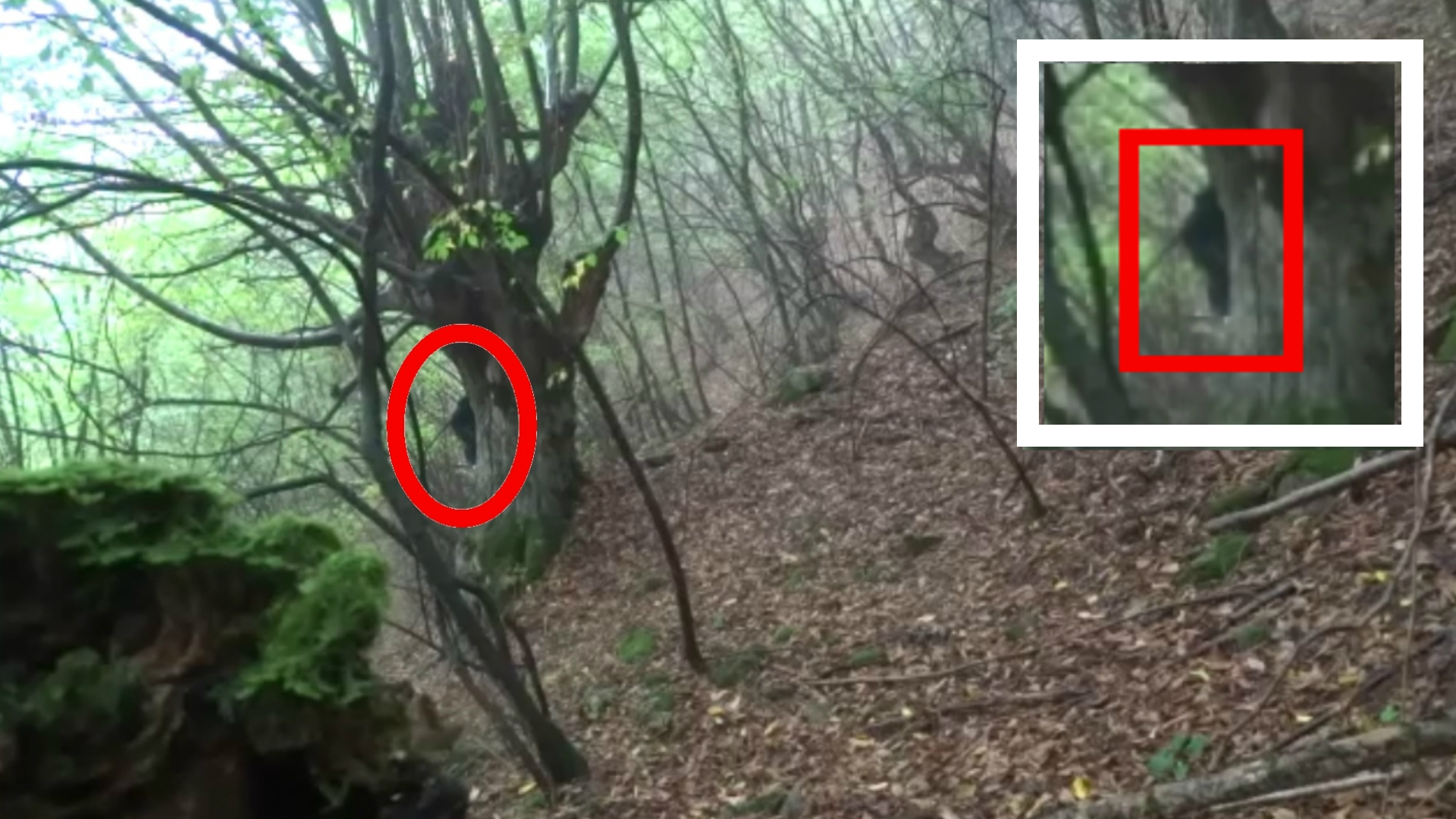 Загадочное существо Йети напугало туриста в лесах России