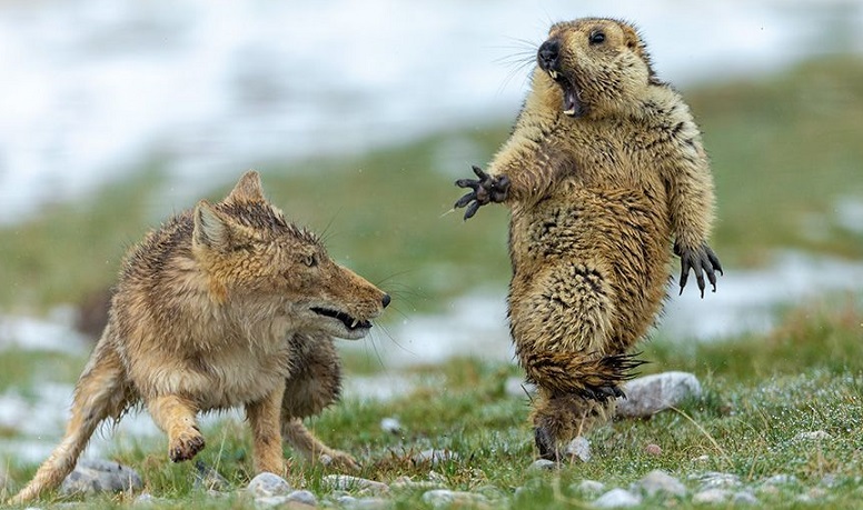 Снимок лисицы и сурка признан лучшей фотографией дикой природы