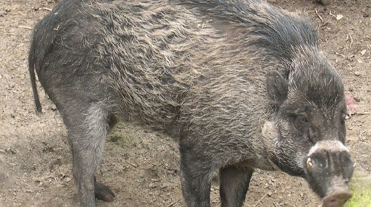 Во Франции свиньи начали использовать орудия труда, чтобы копать ямы (ВИДЕО)