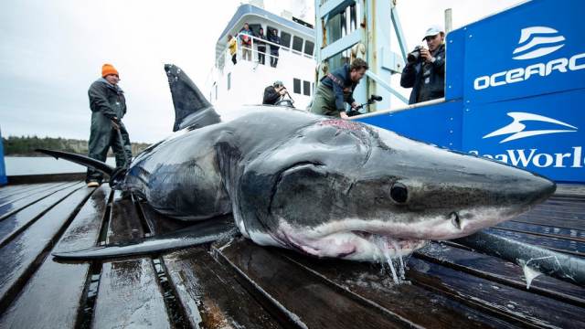 Американцы выловили гигантскую акулу, пострадавшую от более крупного монстра