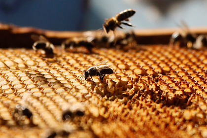 Судьбу человечества связали с пчелами