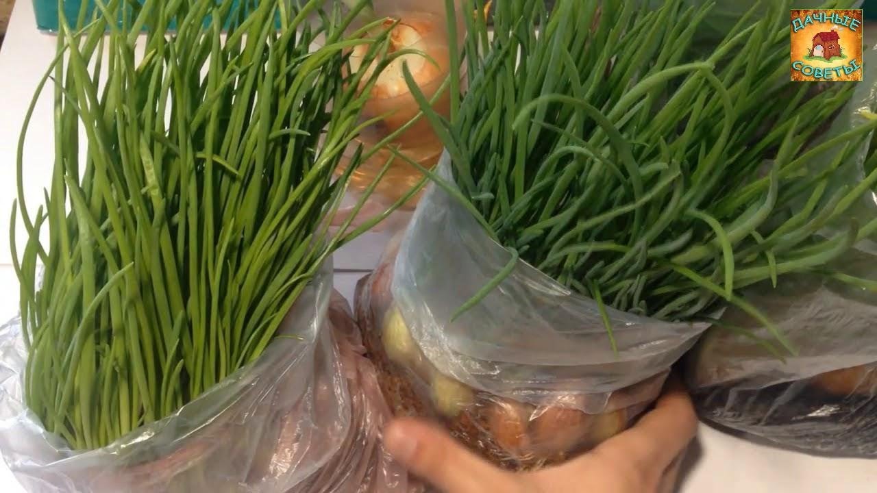 Самый простой и гениальный способ выращивания зеленого лука дома без земли и горшка. Дачные советы