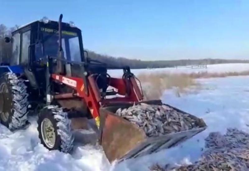 В России рыбакам так повезло с уловом, что пришлось вывозить на тракторе