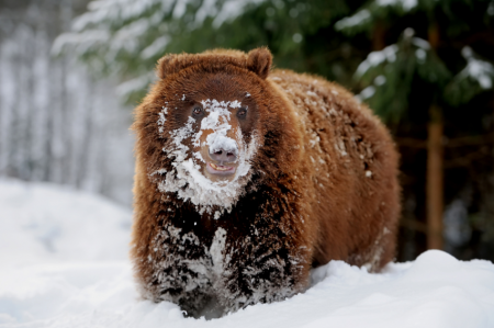 Где в России живет больше всего волков и медведей