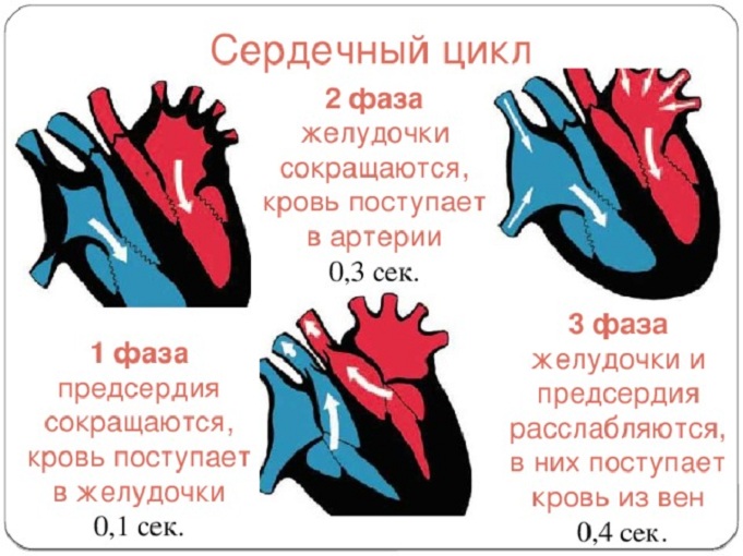 Расслабление предсердий и желудочков. Сердечный цикл состоит из 3 фаз. 3 Фазы работы сердца. Цикл деятельности сердца, его фазы. Систола желудочков 2 фазы.
