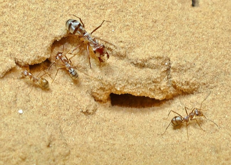Найден самый быстрый муравей