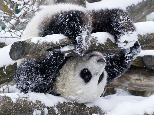 панда радуется первому снегу