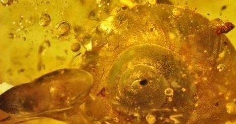 Улитка возрастом 99 млн лет в янтаре