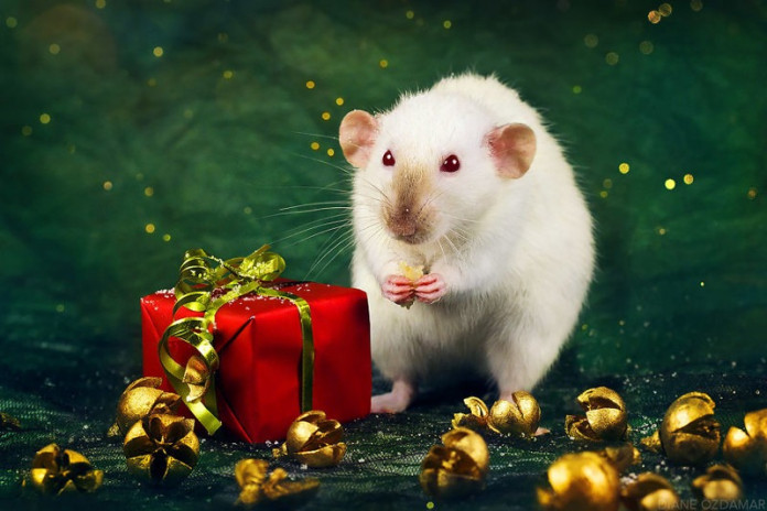 Чего ждать в Год Белой металлической крысы-2020: прогноз для всех знаков зодиака