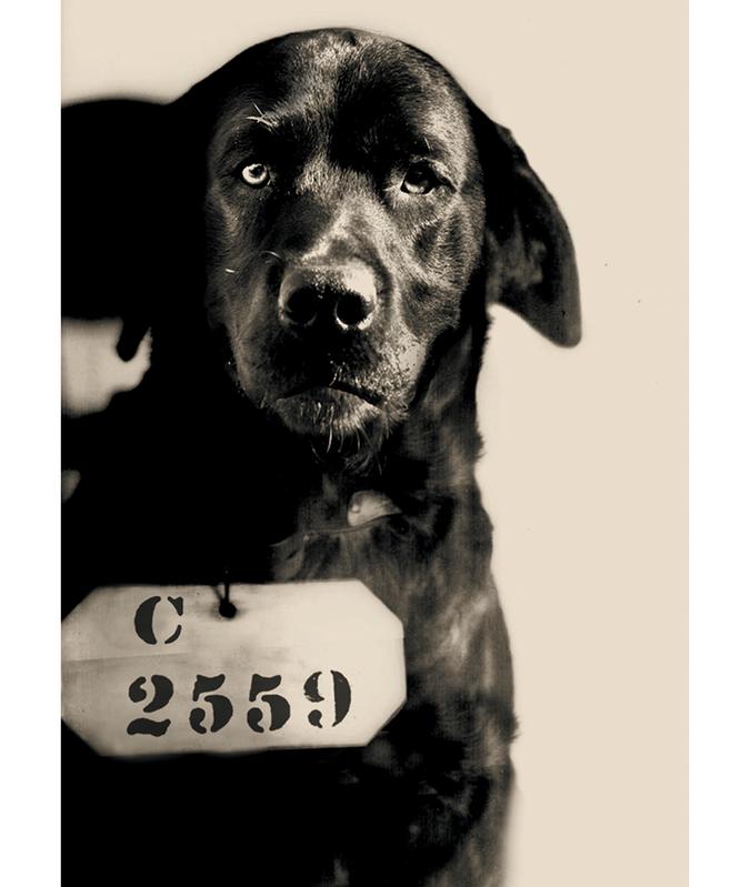 Как пёс по кличке Пеп в 20-е годы был приговорен к пожизненному заключению