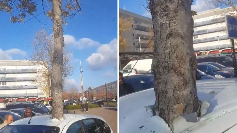 «Сбой в матрице»: во Франции растущее дерево пронзило автомобиль