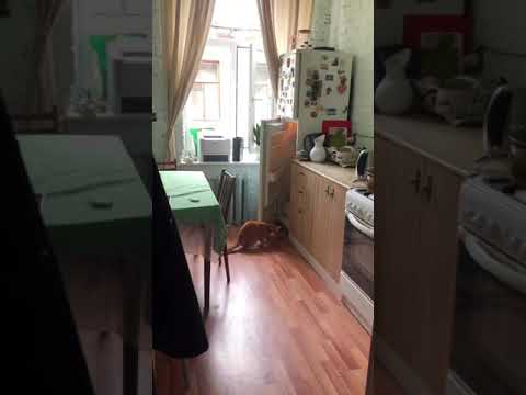 Кот открывает холодильник