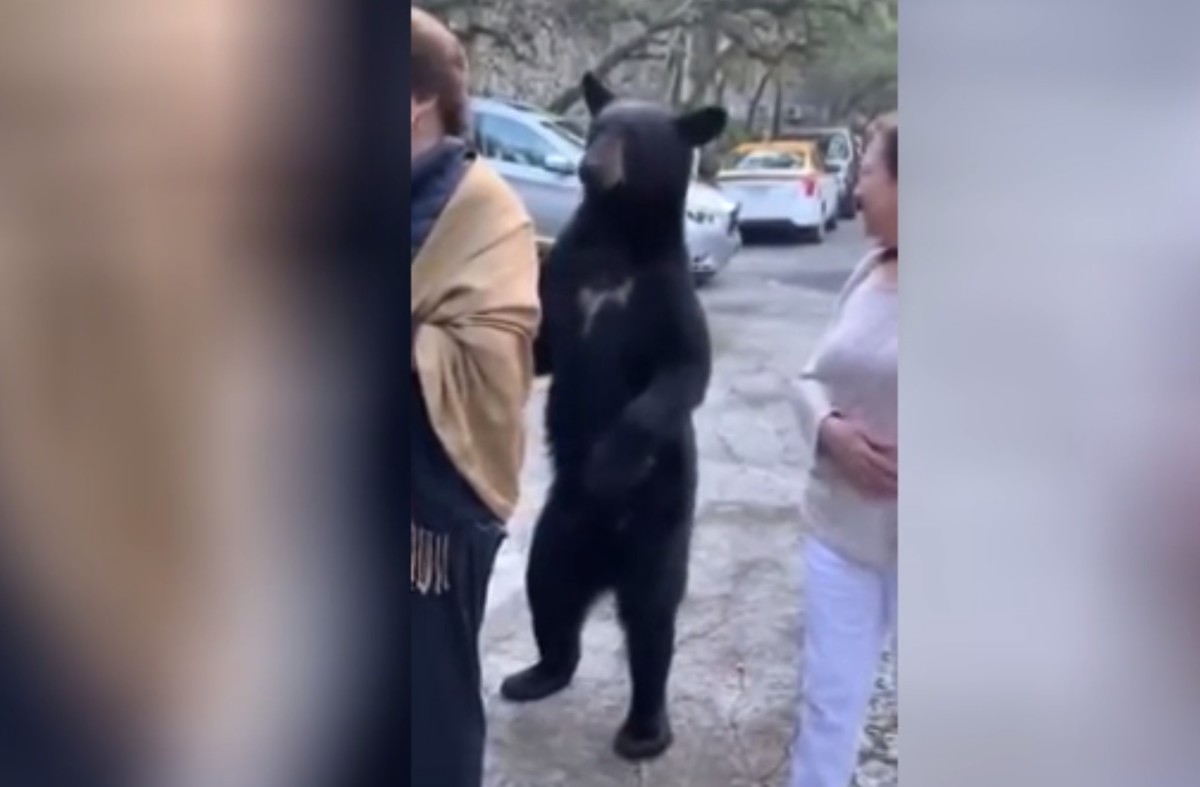 Медведь вежливо похлопал туристку по плечу, выпрашивая еду — забавное видео