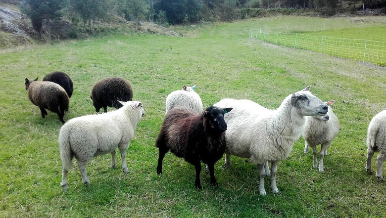 Плохой год для овец: Таинственная резня в Новой Зеландии, неизвестный хищник в Индии и бесследные исчезновения в Норвегии