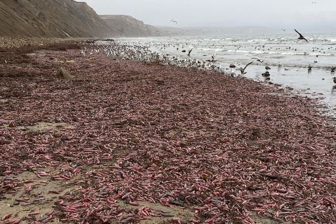 После шторма пляжи Калифорнии заполонили необычные морские существа