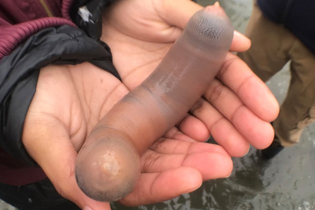 Тысячи «рыб-пенисов» обнаружили на пляже в США