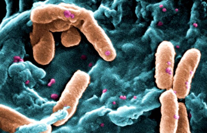 Супербактерии захватывают мир: насколько опасны они для человечества