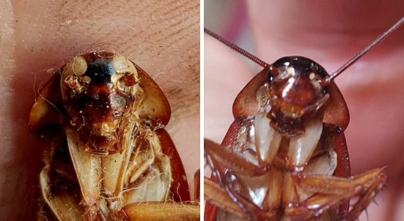 На Мальте обнаружены тараканы-мутанты