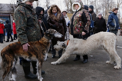 Россиян предупредили о заразной смертельной болезни собак