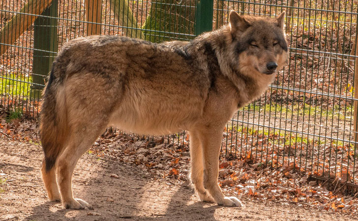 Охотник нашел в лесу потерявшего волчонка и забрал домой…