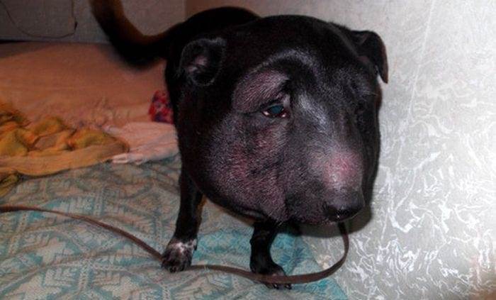 Когда собаку принесли в ветеринарную клинику, врач был в ужасе