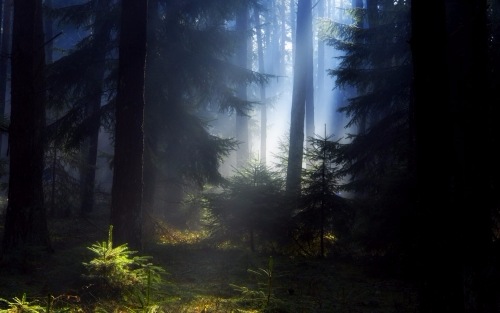 Проводы Лешего: можно ли ходить в лес 4 октября?