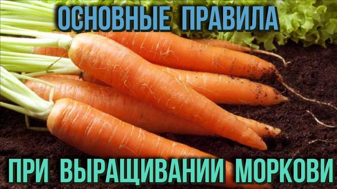Морковь: Посадка и уход в открытом грунте Основные секреты выращивания моркови Дачные советы