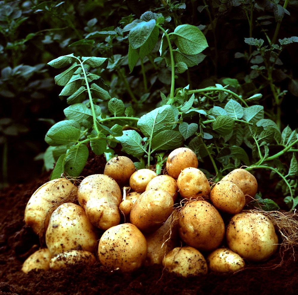 100 лет назад картофель всю зиму хранили прямо на грядках