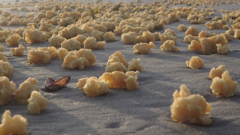 Во Франции береговая линия моря полностью устлана желтыми комками неизведанного происхождения