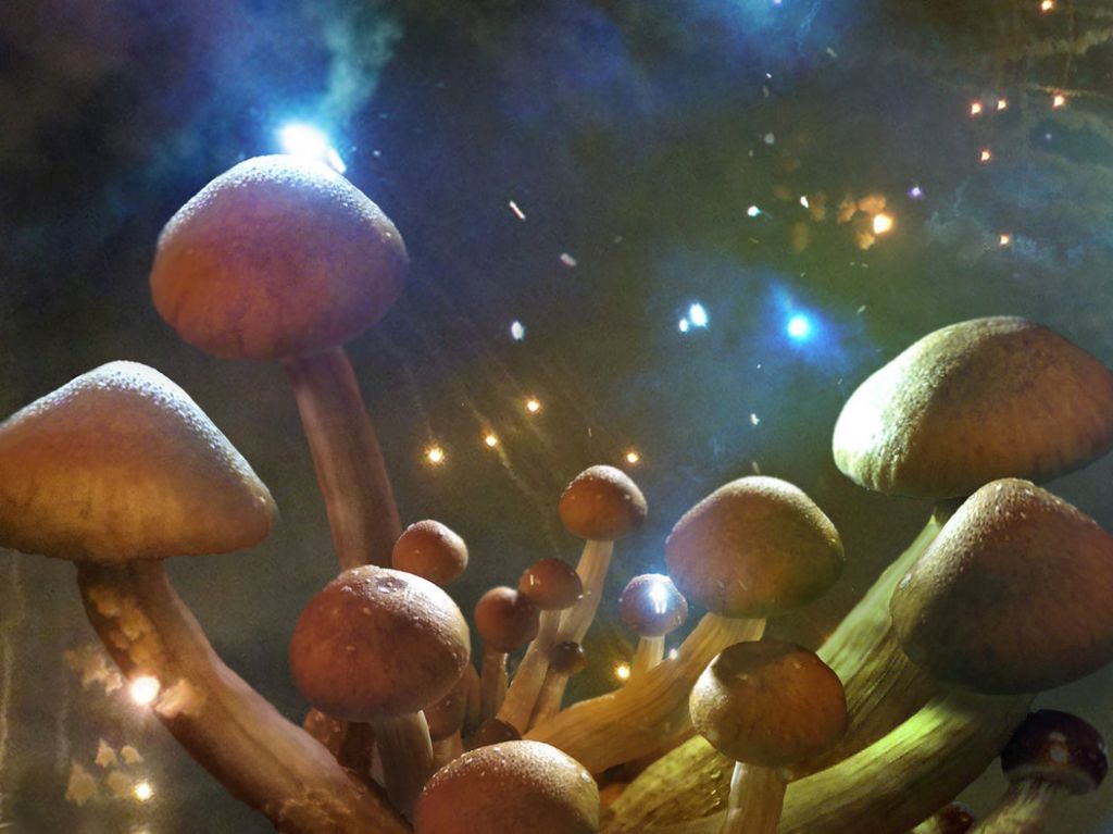Для грибов эта власть над мозгом является средством размножения