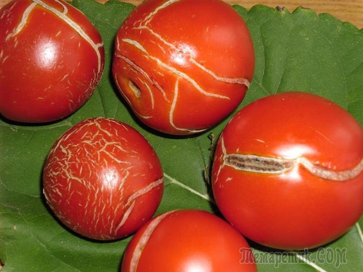 Почему лопаются помидоры и как этого избежать?