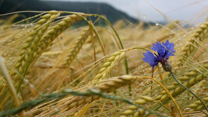 Ткачев рассказал о намерении России экспортировать пшеницу в Индию