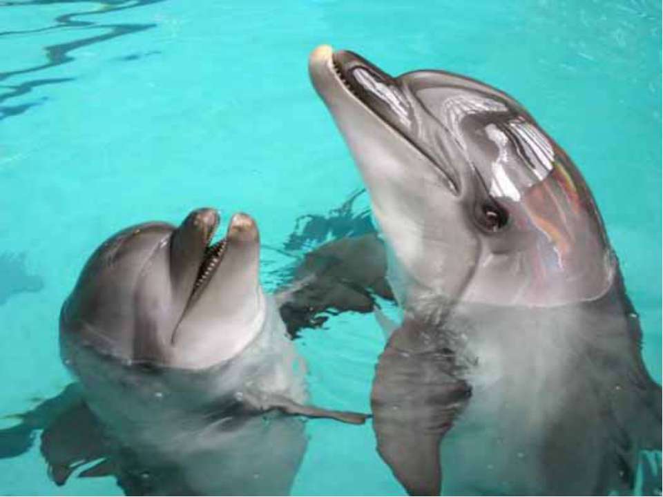 5 любопытных дельфинов заметили белок рядом с бассейном.